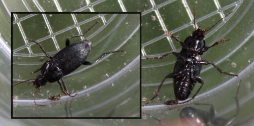 Réf. 181 040 : Calathus sp.